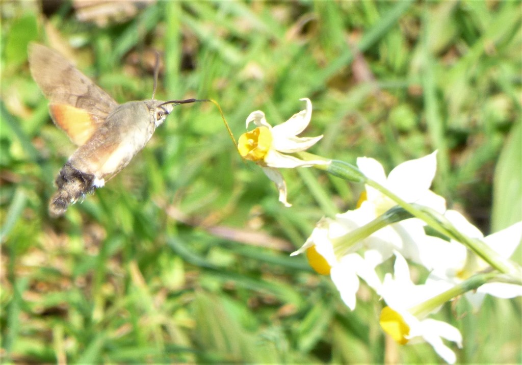 Macroglossum stellatarum